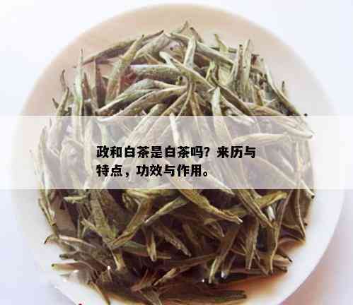 政和白茶是白茶吗？来历与特点，功效与作用。