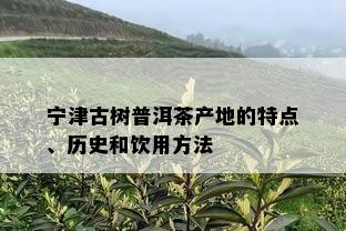 宁津古树普洱茶产地的特点、历史和饮用方法