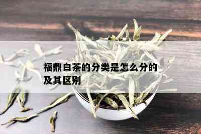 福鼎白茶的分类是怎么分的及其区别