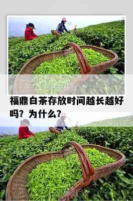 福鼎白茶存放时间越长越好吗？为什么？