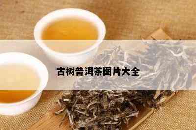 古树普洱茶图片大全