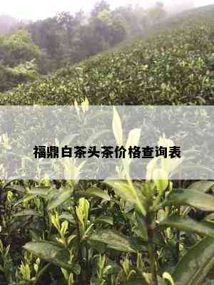 福鼎白茶头茶价格查询表