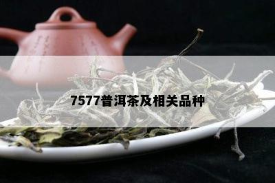 7577普洱茶及相关品种