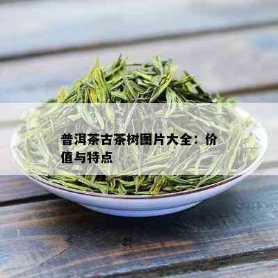 普洱茶古茶树图片大全：价值与特点