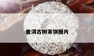 普洱古树茶饼图片