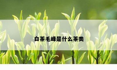 白茶毛峰是什么茶类