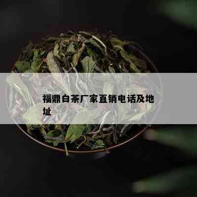 福鼎白茶厂家直销电话及地址