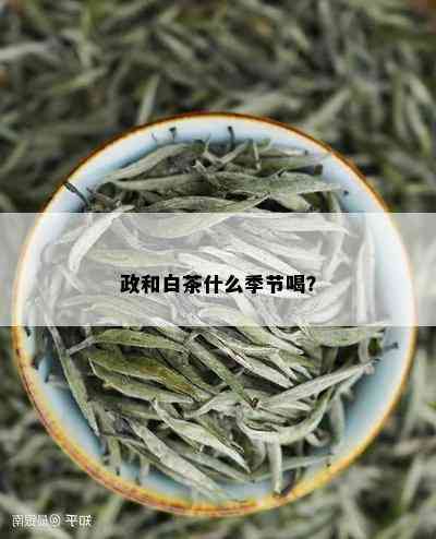 政和白茶什么季节喝？