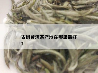 古树普洱茶产地在哪里更好？