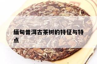 缅甸普洱古茶树的特征与特点