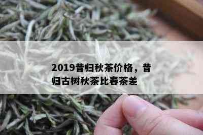 2019昔归秋茶价格，昔归古树秋茶比春茶差