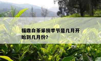 福鼎白茶采摘季节是几月开始到几月份？