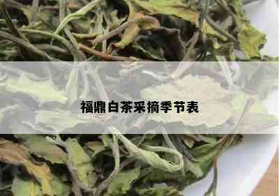 福鼎白茶采摘季节表