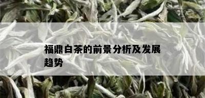 福鼎白茶的前景分析及发展趋势