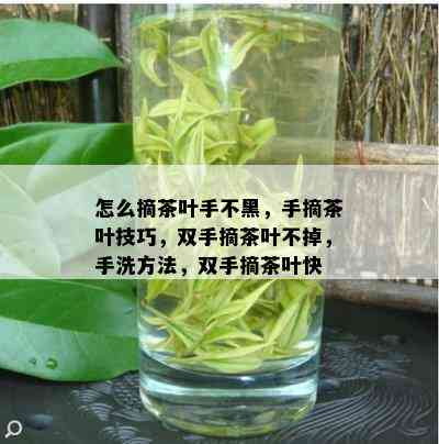 怎么摘茶叶手不黑，手摘茶叶技巧，双手摘茶叶不掉，手洗方法，双手摘茶叶快