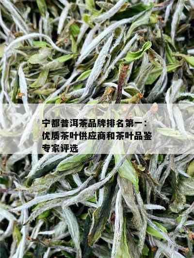 宁都普洱茶品牌排名之一：优质茶叶供应商和茶叶品鉴专家评选