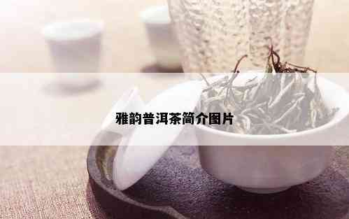 雅韵普洱茶简介图片