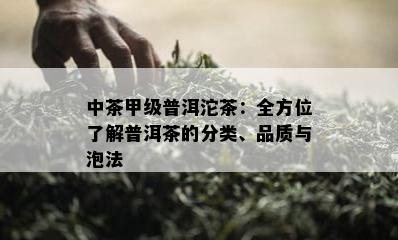 中茶甲级普洱沱茶：全方位了解普洱茶的分类、品质与泡法