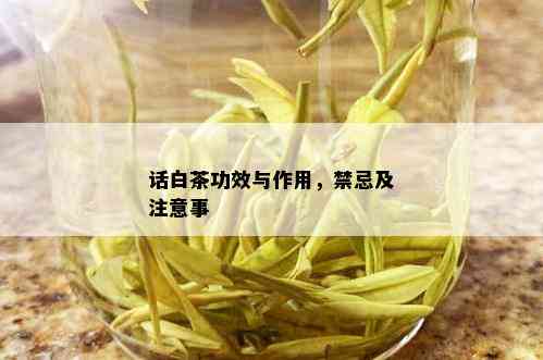 话白茶功效与作用，禁忌及注意事