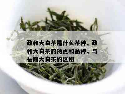 政和大白茶是什么茶种，政和大白茶的特点和品种，与福鼎大白茶的区别