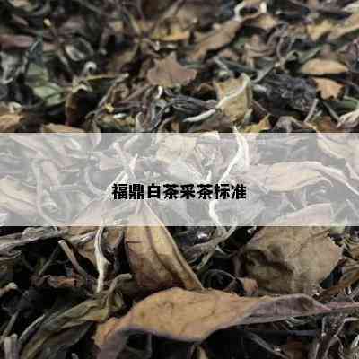 福鼎白茶采茶标准