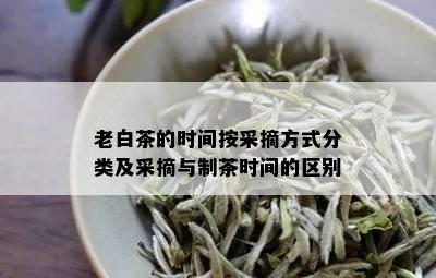 老白茶的时间按采摘方式分类及采摘与制茶时间的区别