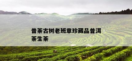 普茶古树老班章珍藏品普洱茶生茶