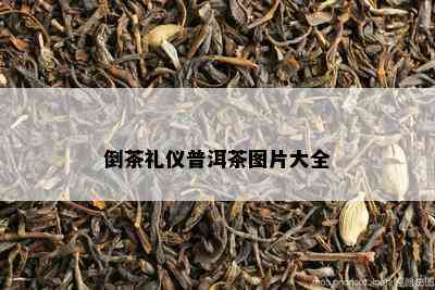 倒茶礼仪普洱茶图片大全