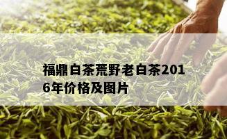 福鼎白茶荒野老白茶2016年价格及图片