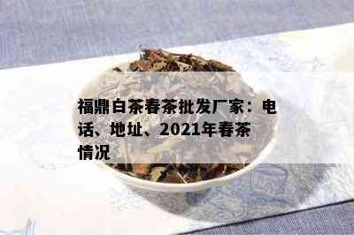 福鼎白茶春茶批发厂家：电话、地址、2021年春茶情况