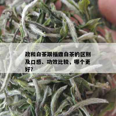 政和白茶跟福鼎白茶的区别及口感、功效比较，哪个更好？