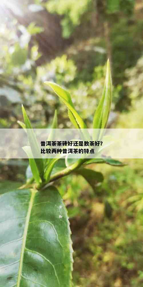 普洱茶茶砖好还是散茶好？比较两种普洱茶的特点