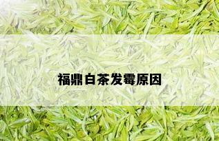 福鼎白茶发霉原因