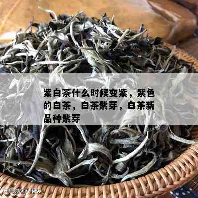 紫白茶什么时候变紫，紫色的白茶，白茶紫芽，白茶新品种紫芽