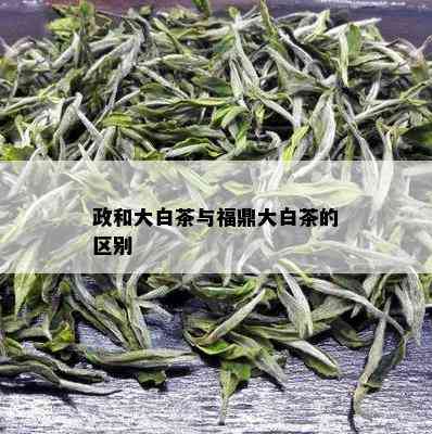 政和大白茶与福鼎大白茶的区别