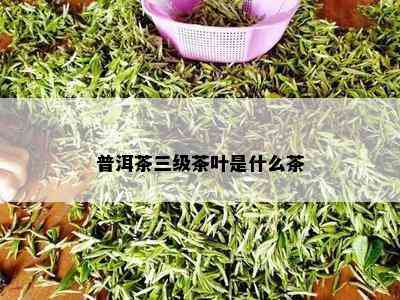 普洱茶三级茶叶是什么茶