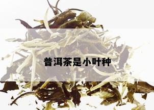 普洱茶是小叶种