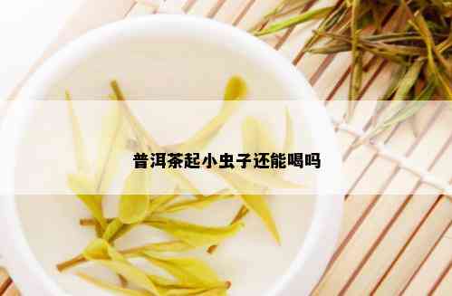 普洱茶起小虫子还能喝吗