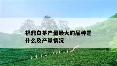 福鼎白茶产量更大的品种是什么及产量情况