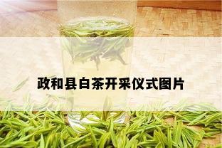 政和县白茶开采仪式图片