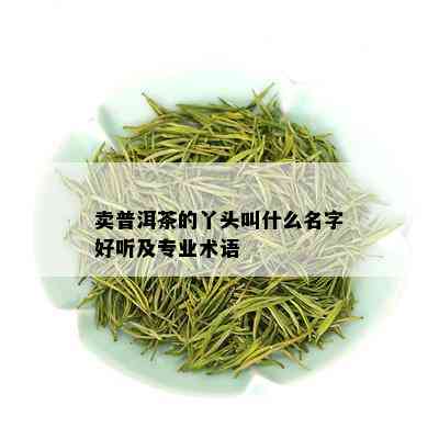 卖普洱茶的丫头叫什么名字好听及专业术语