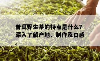 普洱野生茶的特点是什么？深入了解产地、制作及口感。