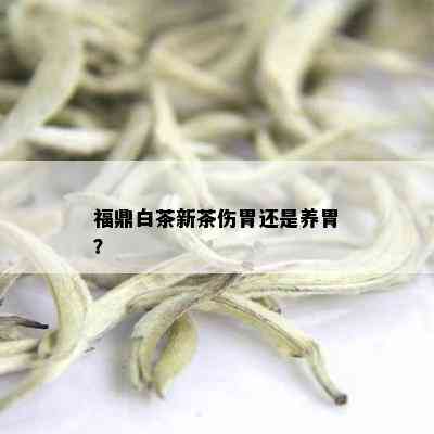 福鼎白茶新茶伤胃还是养胃？