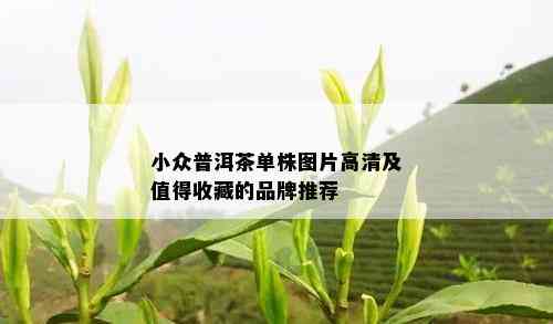 小众普洱茶单株图片高清及值得收藏的品牌推荐