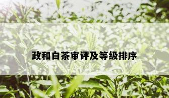 政和白茶审评及等级排序