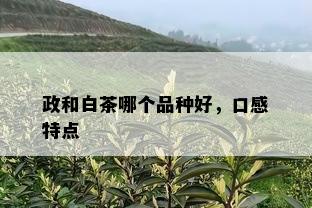 政和白茶哪个品种好，口感特点