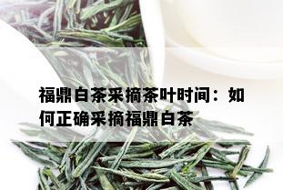 福鼎白茶采摘茶叶时间：如何正确采摘福鼎白茶