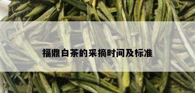 福鼎白茶的采摘时间及标准