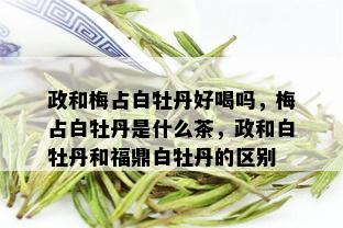 政和梅占白牡丹好喝吗，梅占白牡丹是什么茶，政和白牡丹和福鼎白牡丹的区别