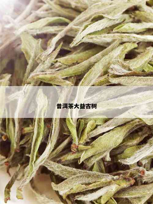 普洱茶大益古树